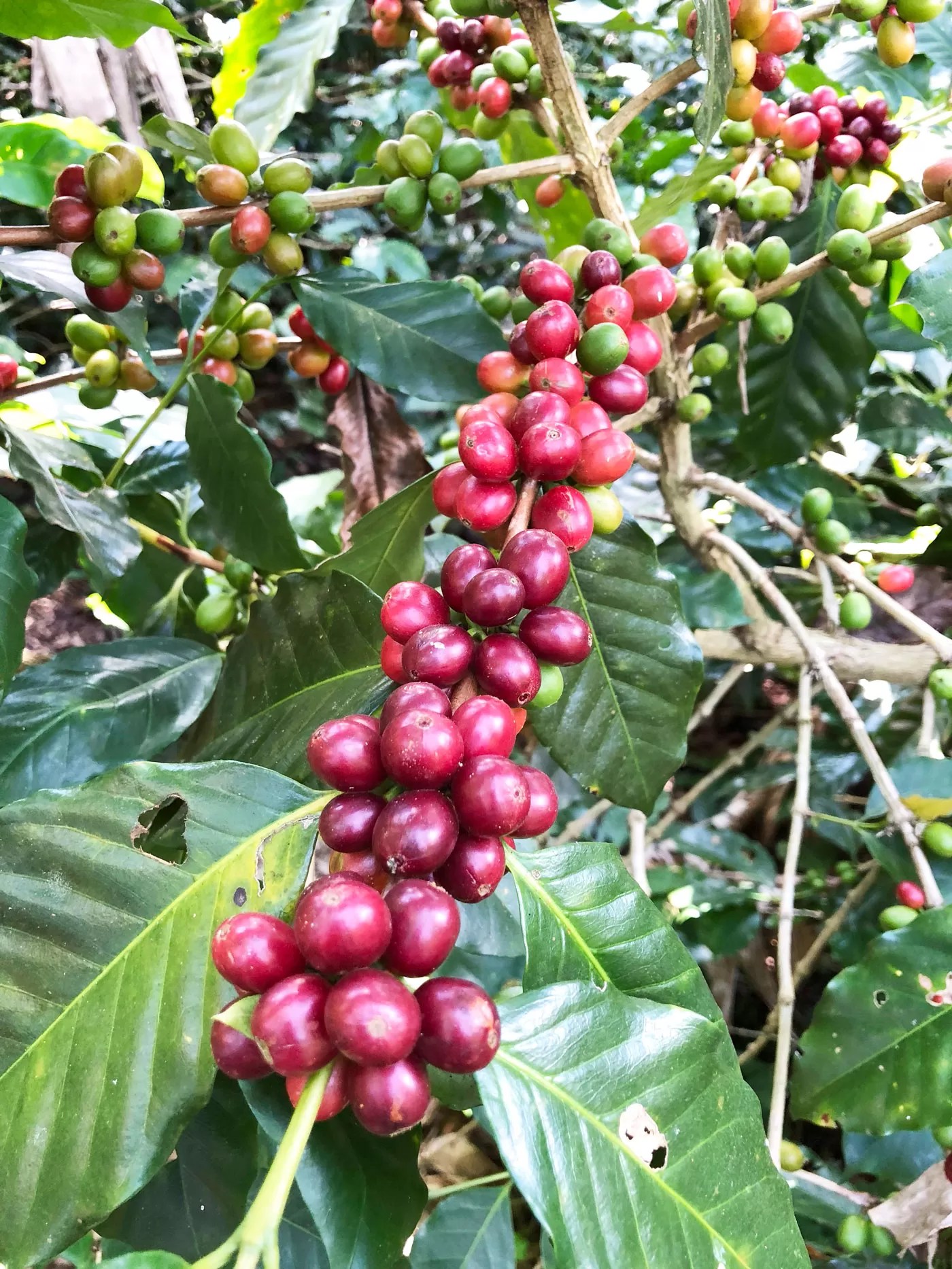 umami-coffee-camp - dersut caffè in honduras