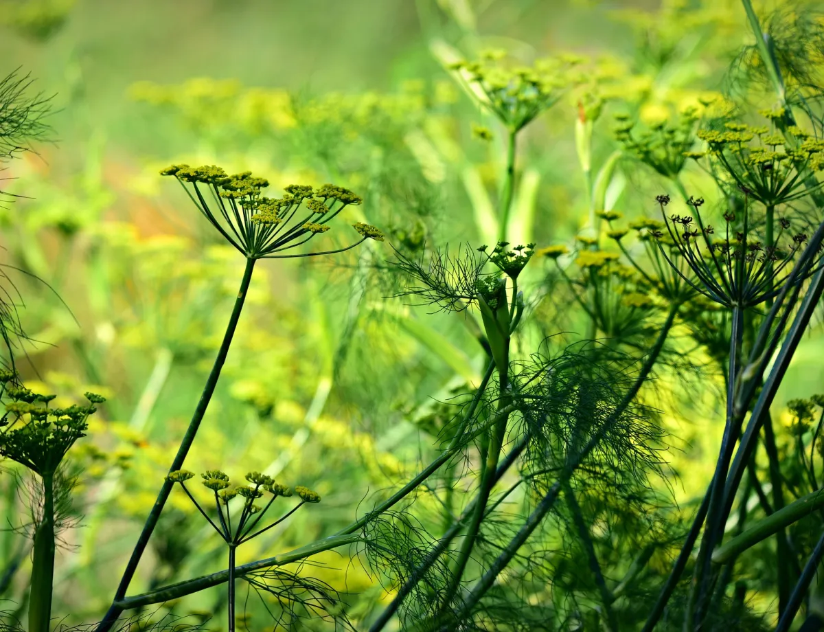 aniseed-3706884_1920 aniseed-3706884_1920
