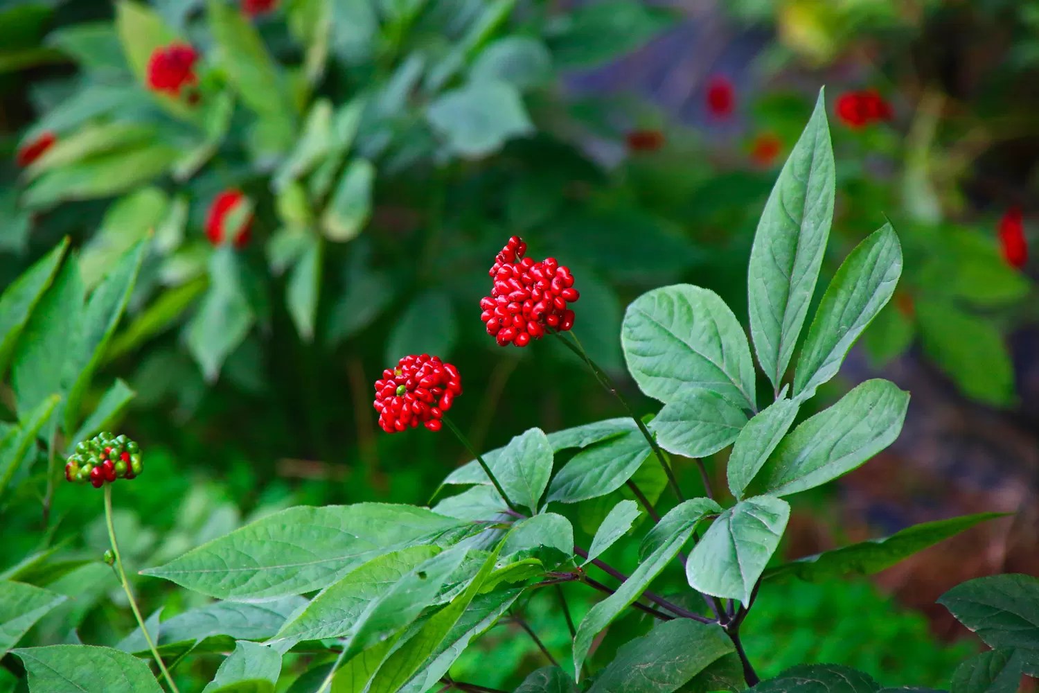 pianta di ginseng