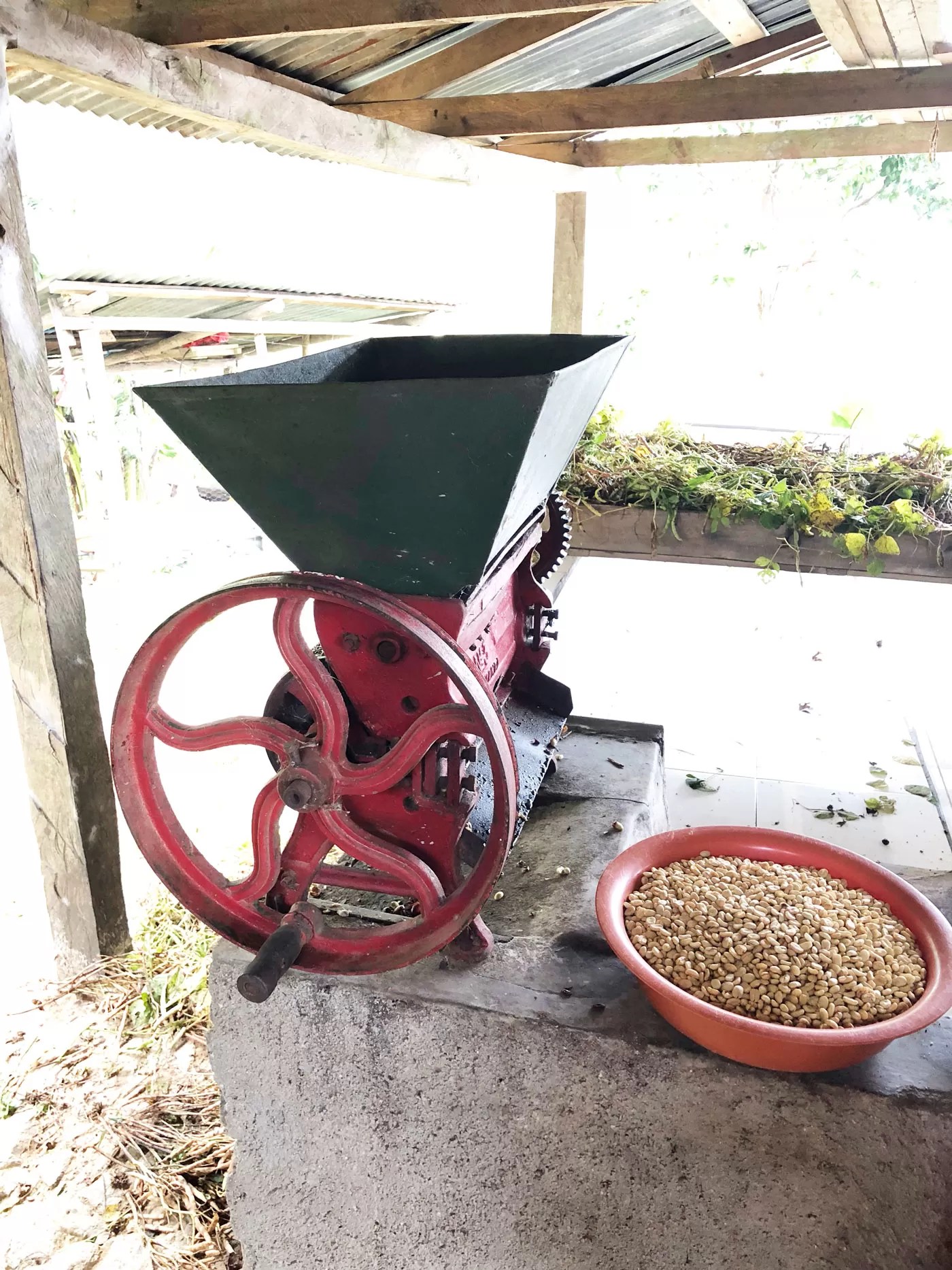 umami-coffee-camp - dersut caffè in honduras