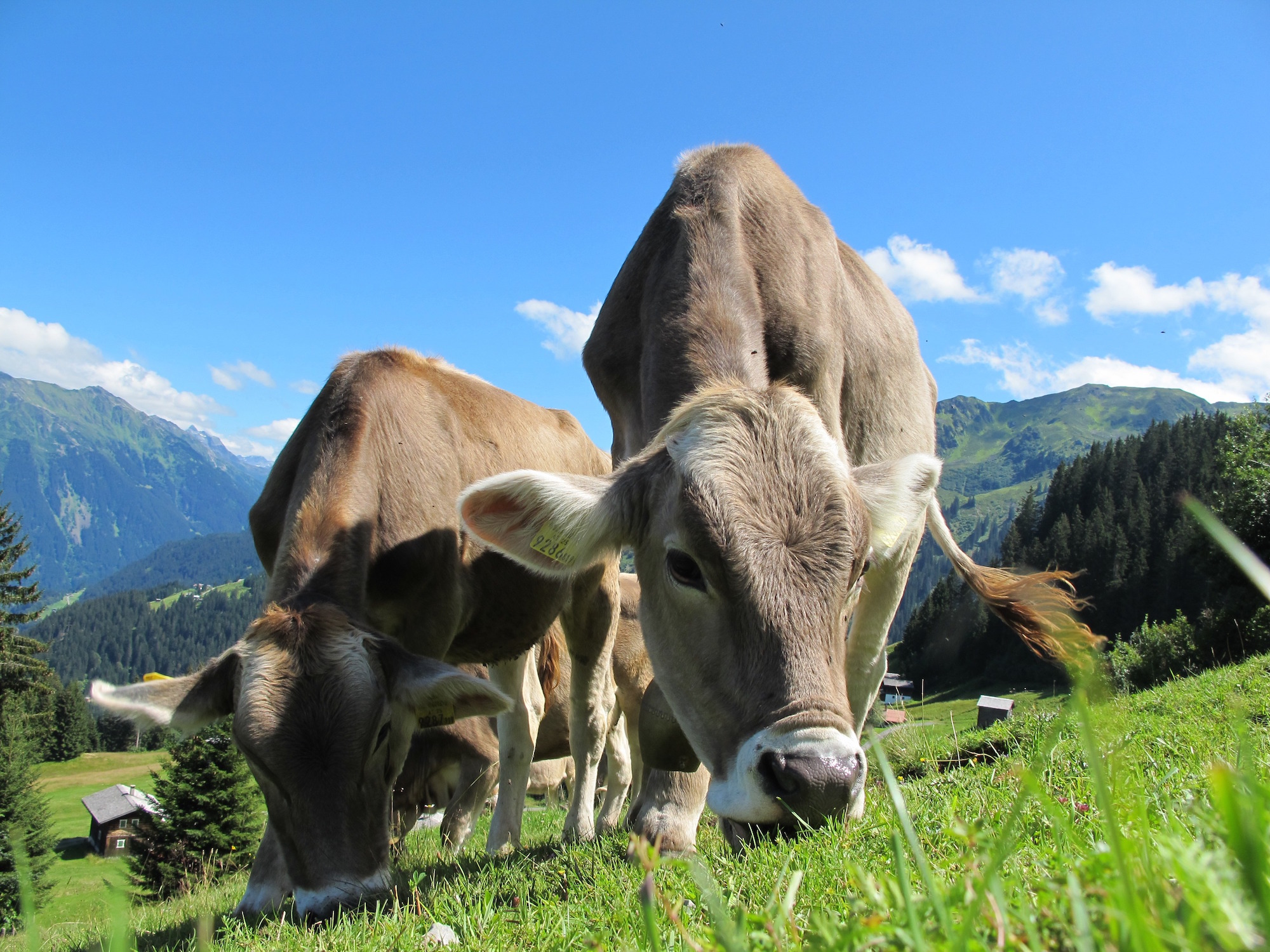cows-cow-203460 cows-cow-203460