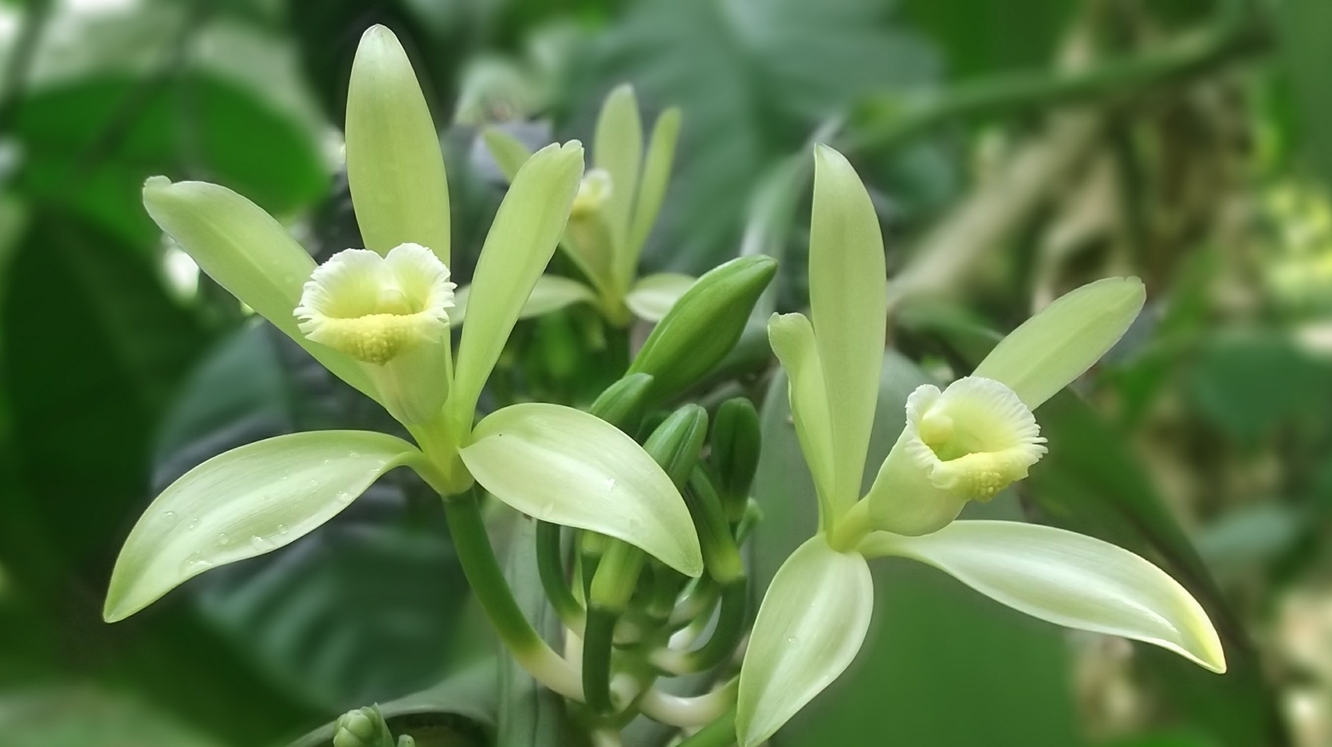 vanilla-flower-542019_1920 vanilla-flower-542019_1920